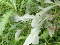 Erechtites hieraciifolius