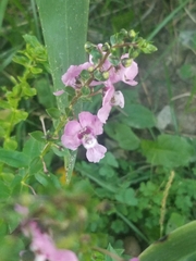 Angelonia angustifolia
