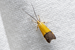 Crocanthes micradelpha
