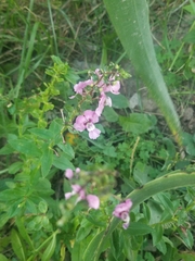 Angelonia angustifolia