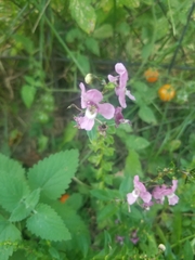 Angelonia angustifolia