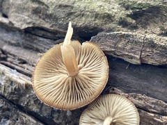 Simocybe
