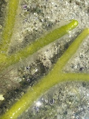 Crangon septemspinosa