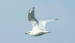 Ichthyaetus melanocephalus