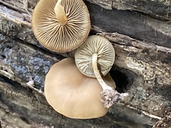 Simocybe
