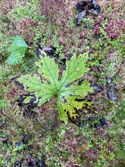 Petasites frigidus