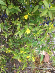Magnoliopsida