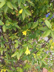 Magnoliopsida