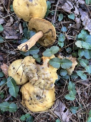 Suillus punctipes