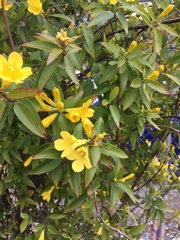 Magnoliopsida