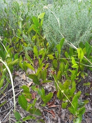 Geobalanus oblongifolius