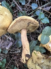 Suillus punctipes