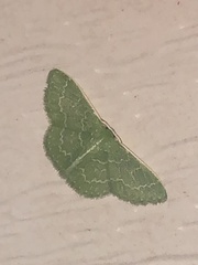 Synchlora frondaria