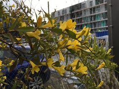 Magnoliopsida