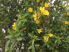 Magnoliopsida