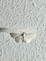 Scopula umbilicata