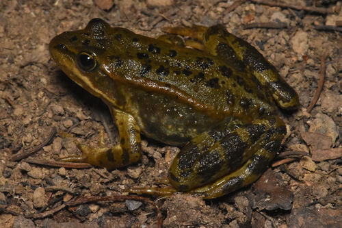 Columbia Spotted Frog