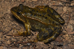 Columbia Spotted Frog photo 5