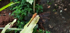 Neurothemis terminata