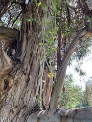 Eucalyptus globulus