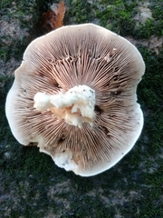 Cyclocybe