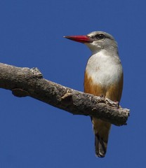 Halcyon leucocephala