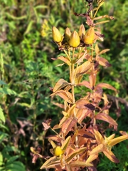 Hypericum ascyron