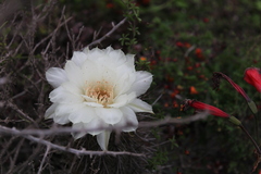 Trichocereus deserticola
