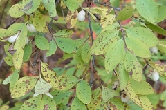 Symphoricarpos rotundifolius
