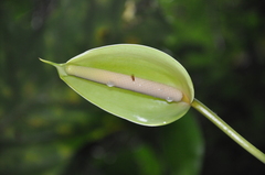 Anthurium cucullispathum
