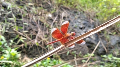 Neurothemis terminata