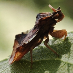 Phymata crassipes