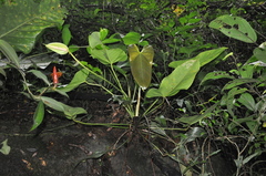 Anthurium cucullispathum