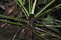 Anthurium cucullispathum