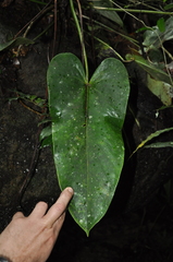 Anthurium cucullispathum