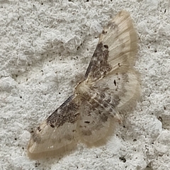 Idaea filicata