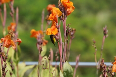 Anthreptes malacensis