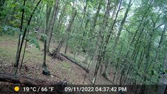 Odocoileus virginianus