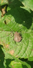 Halyomorpha halys