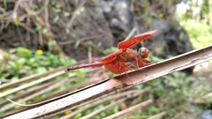 Neurothemis terminata