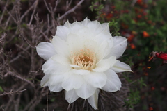 Trichocereus deserticola