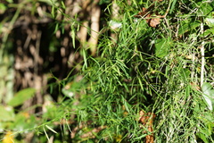 Orthosia scoparia