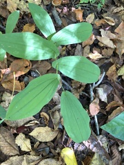 Uvularia