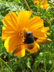 Esenbeckia