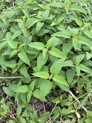 Monarda fistulosa