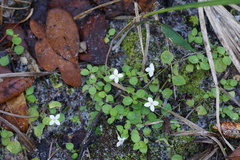 Houstonia procumbens