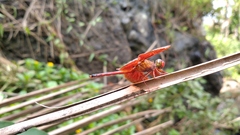 Neurothemis terminata