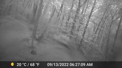 Odocoileus virginianus