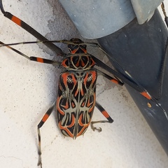 Acrocinus longimanus