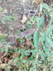 Chariesterus antennator